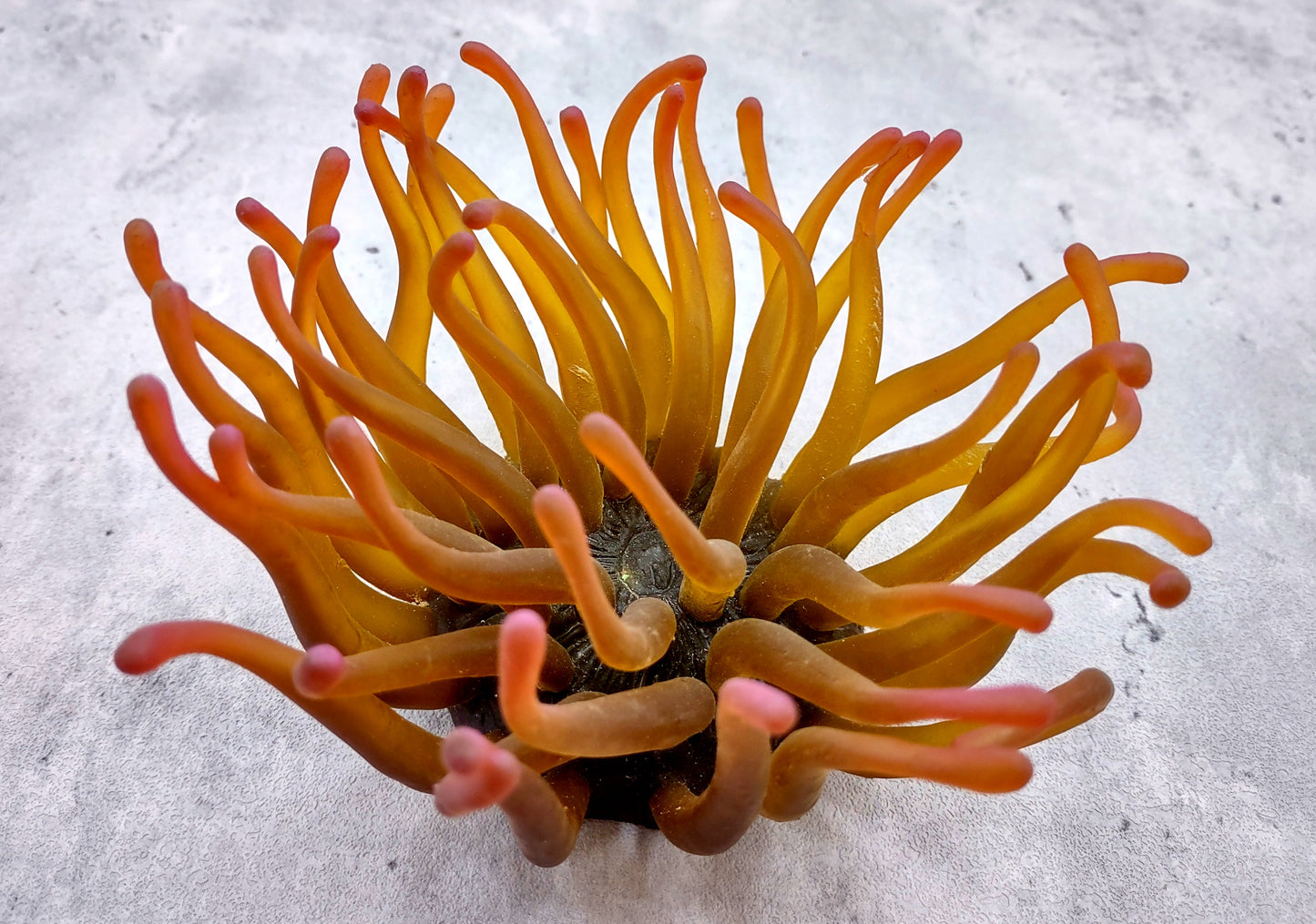 Aqua FAUX Anemone - Condylactis Gigantea - (1 FAUX Anemone approx. 5Wx4Dx5T inches). green ombre fake anemone with pink tipped tentacles. Copyright 2024 SeaShellSupply.com.