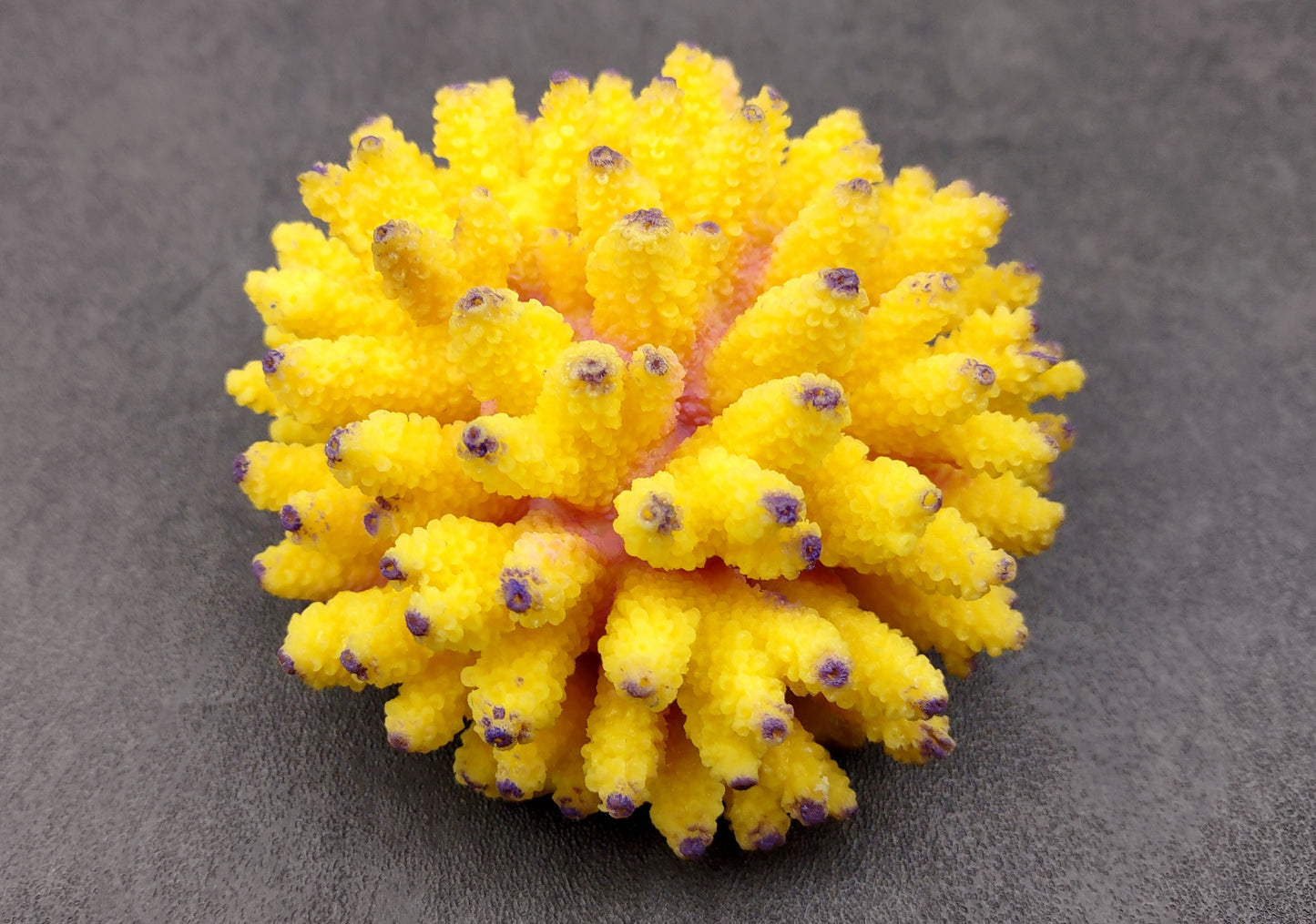 Yellow FAUX Finger Staghorn Coral Acropora Humilis (1 FAKE Coral approx. 4Wx3Tx4D) Perfect coral for any coastal display or crafting! Copyright 2024 SeaShellMart.com.