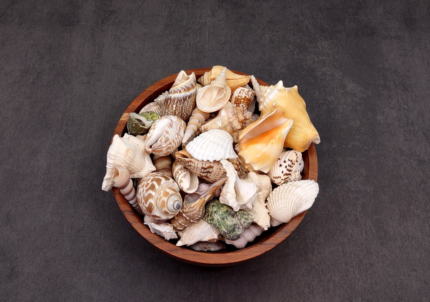 Indian Ocean Seashell Mix (approx. 1 kilogram 160+ shells 0.5-2+ inches) Great shells for coastal crafting and collections!