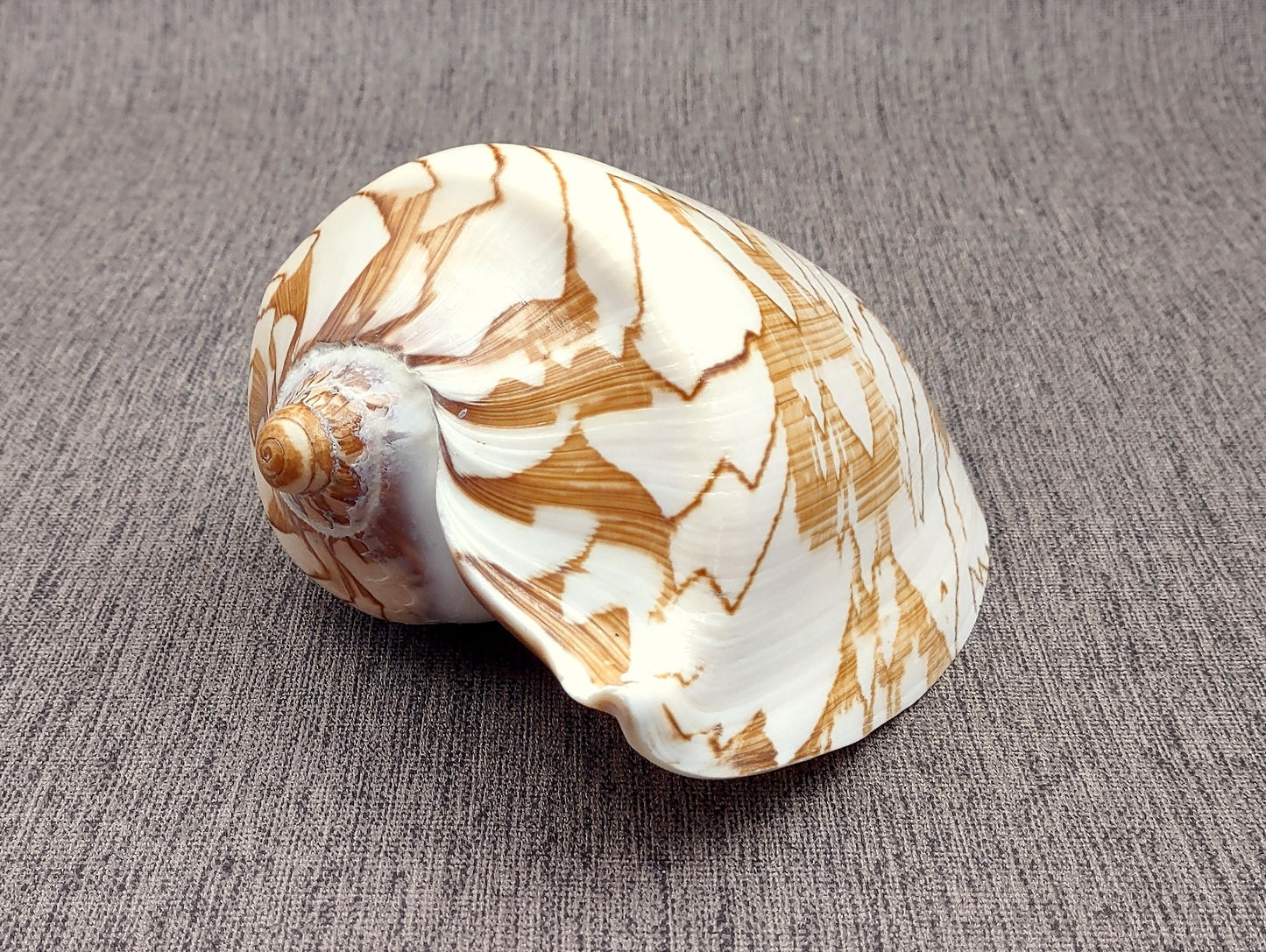 Noble Volute Seashell Voluta Nobilis (1 shell approx. 6+ inches) Perfect shells for coastal crafting decor & collections! One white shell with different tan designs on it and a wide opening. Copyright 2022 SeaShellSupply.com.