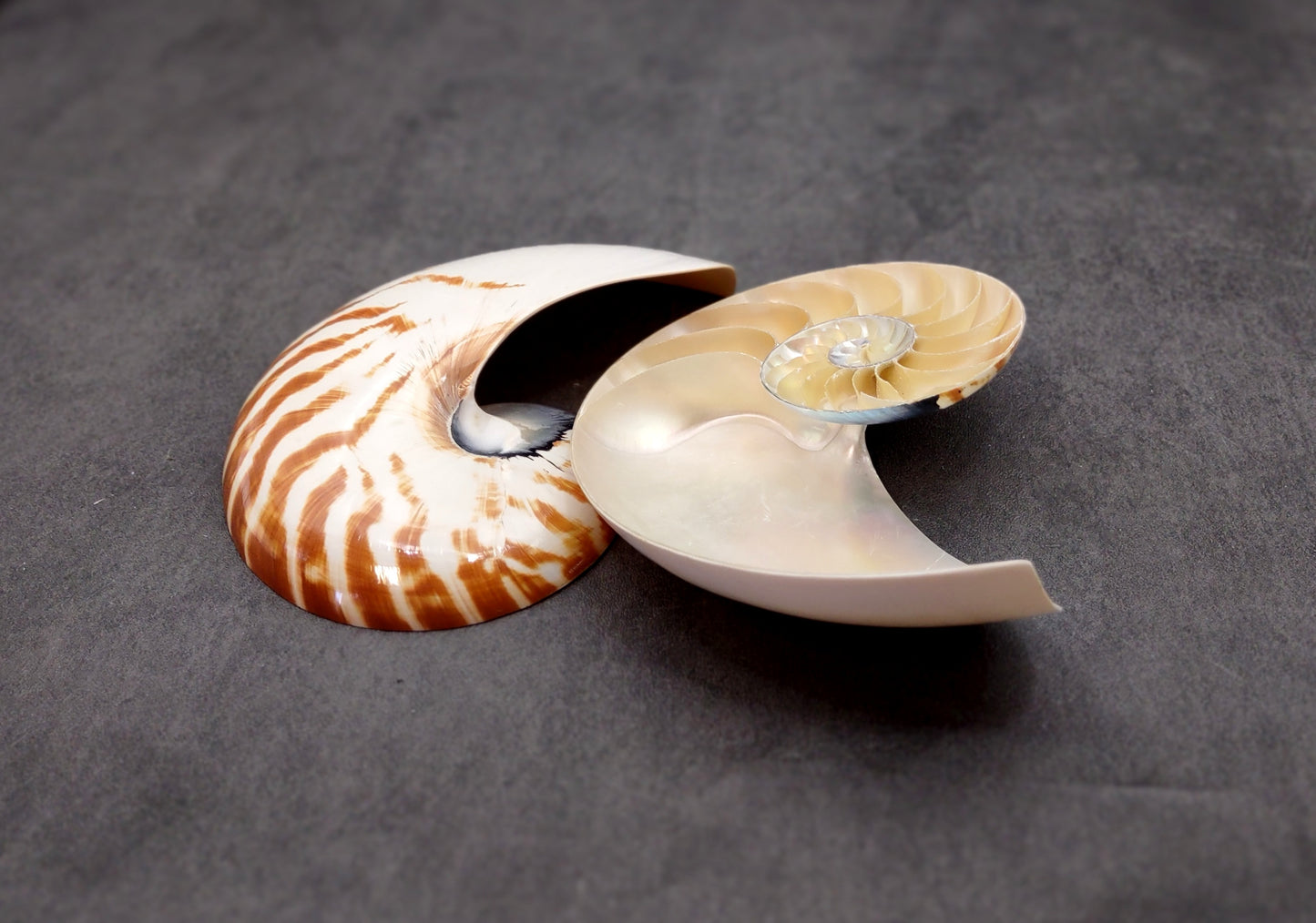 Polished Natural Nautilus Seashell Right Cut Single Half Nautilus Pompilius (1 HALF shell approx. 6+ inches) Shells for decor & collections!