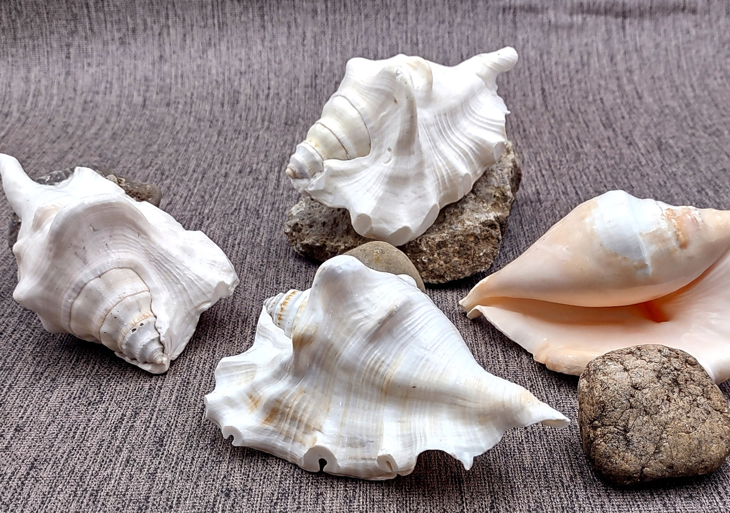 Spider Conch Seashell Lambis Lambis (1 shell approx. 4+ inches) B Grade great for coastal crafting displays and collections!