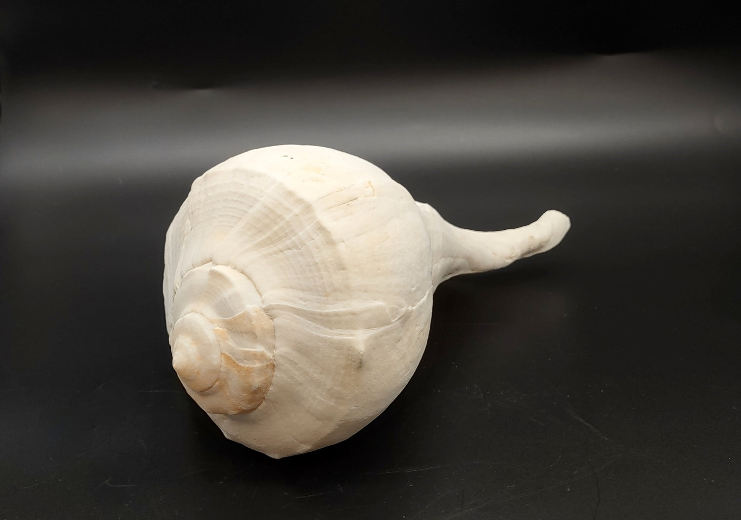 Left Handed Lightning Whelk Busycon Contrarium (1 shell approx. 10+ inches) Large shells for coastal crafting décor & collections!
