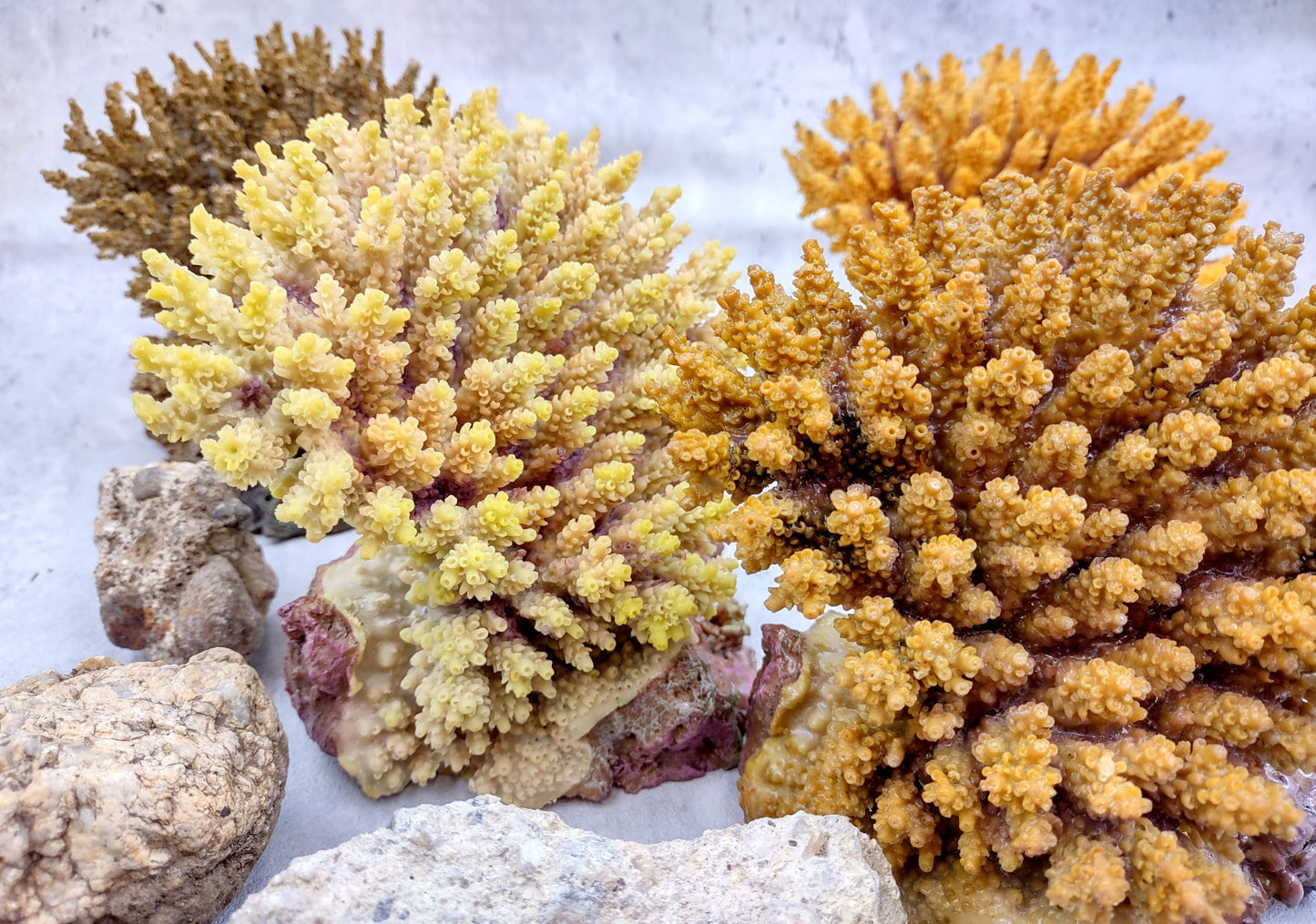 Yellow FAUX Table Coral Acropora Hyacinthus (1 FAKE Coral approx. 3Dx4Tx4W inches) Perfect coral for any coastal display or crafting!