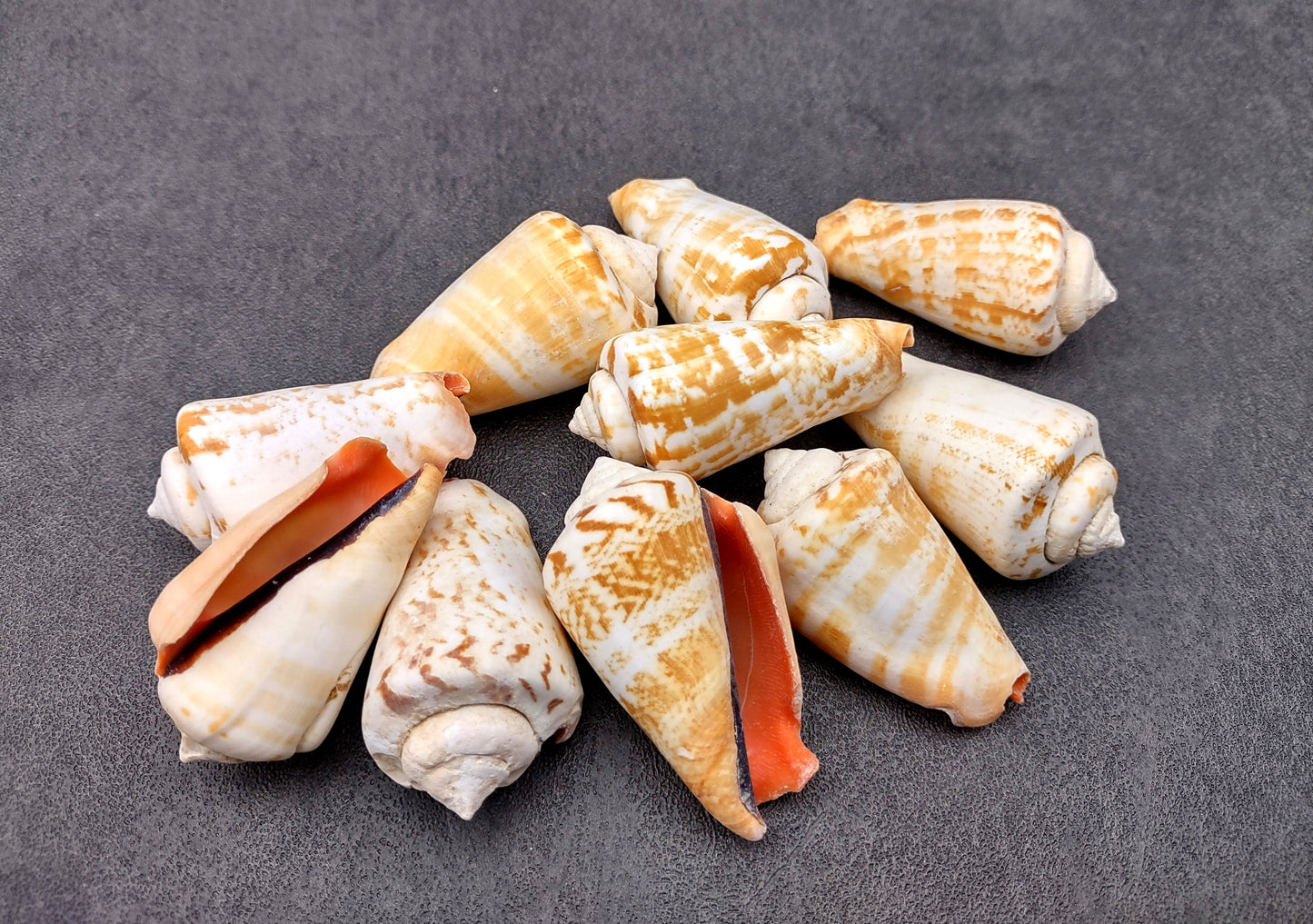 Strawberry Conch Seashells (10 pcs.) - Conomurex Luhuanus. Multiple white and tanned small shells in a pile. Copyright 2024 SeaShellSupply.com.