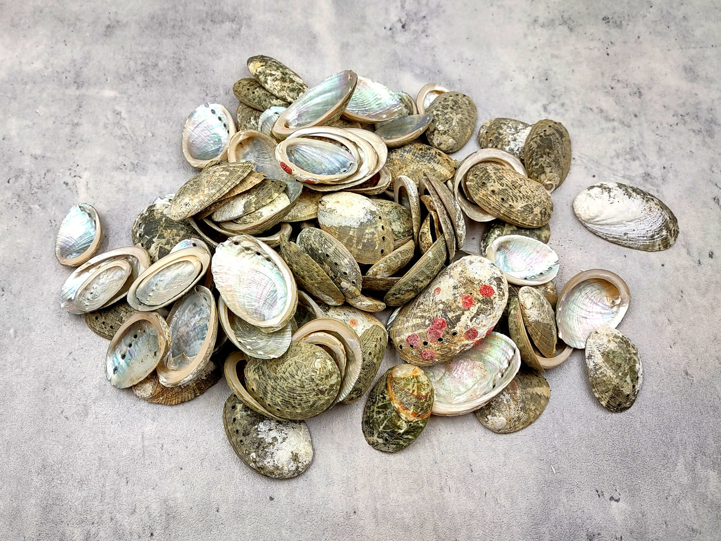 Mini Baby Abalone Green and Silver Seashells (Approx. half pound 85+ shells 1+ inch) Small shells ideal for jewelry art crafts & collecting! Grouping of brown and grey ocean-kissed abalone shells. Copy right 2024 SeaShellMart.com