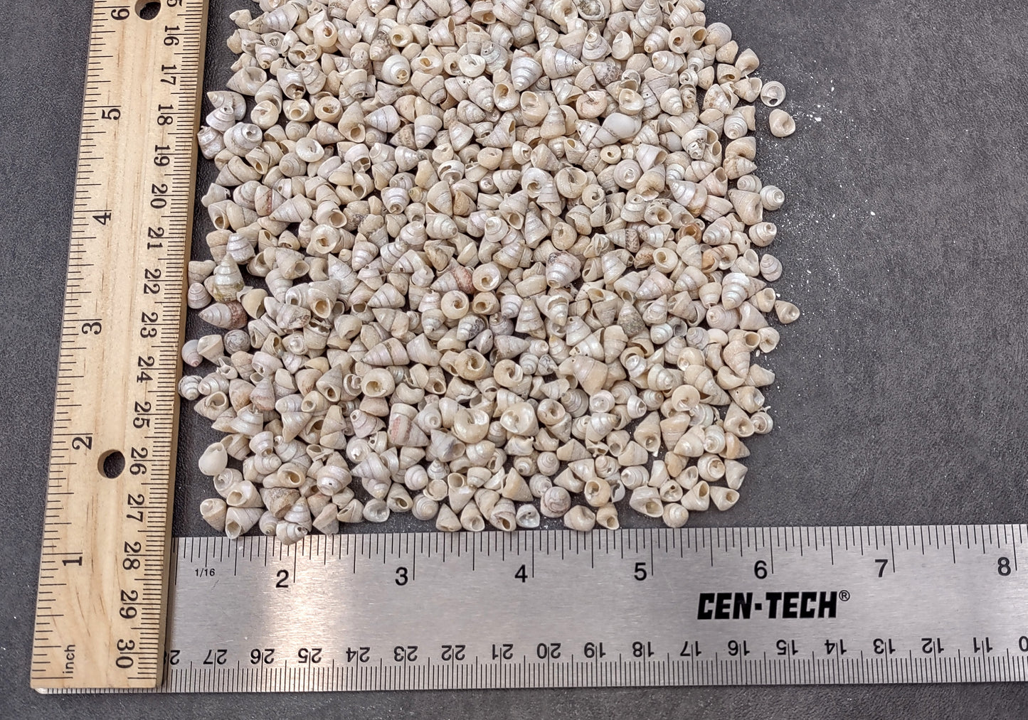 Tiny Venetian Pearl Seashells (appx. 380-400 pcs.) Pile of grey, white, and tan, small shells. Copyright 2024 SeaShellSupply.com.