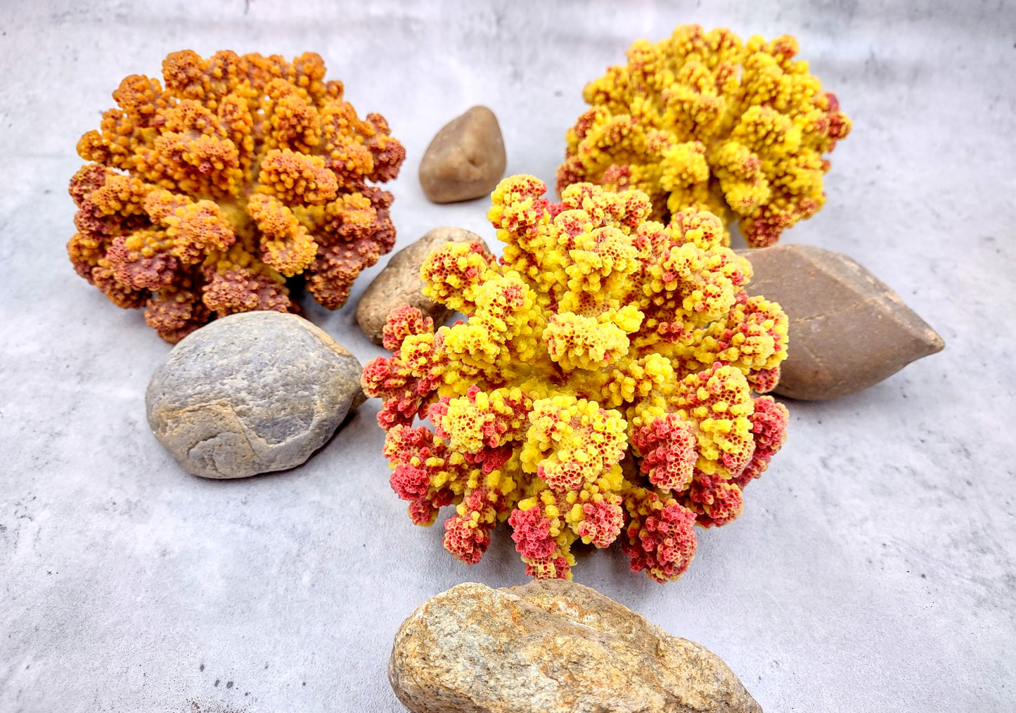 Yellow Rose FAUX Cluster Coral - Pocillopora Elegans - 1 faux coral approx. 5Wx3Dx4T with some dark pink arms on light background Copyright 2022 SeaShellSupply.com.