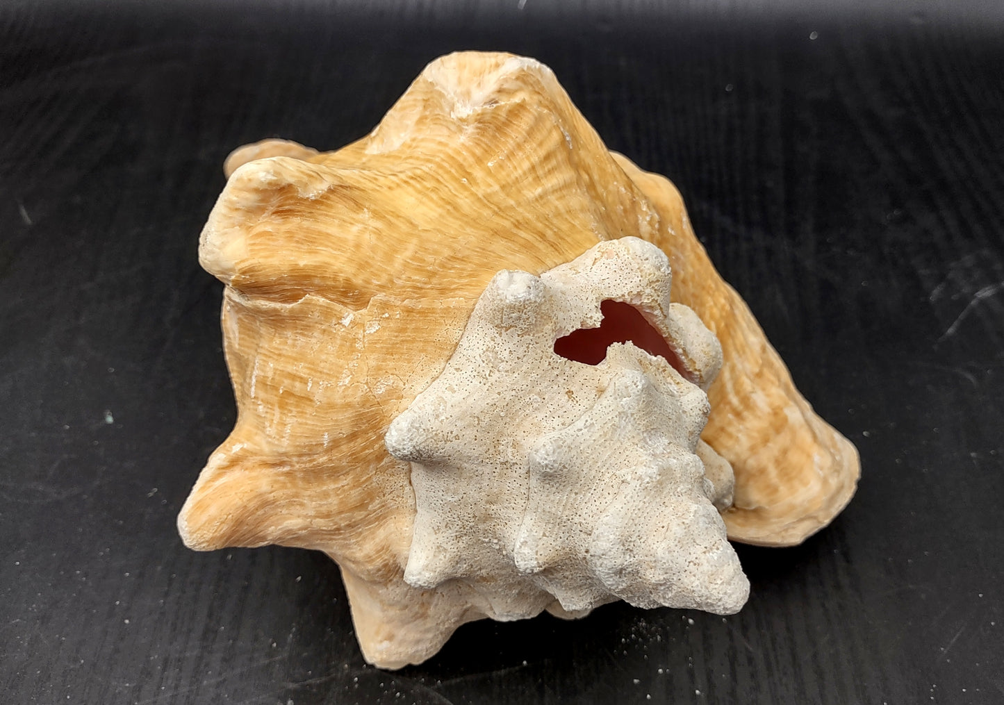 Queen/Pink Conch - Slit Back - Strobus Gigas - (1 shell approx. 8 inches). One pink and white shell. Copyright 2024 SeaShellSupply.com.