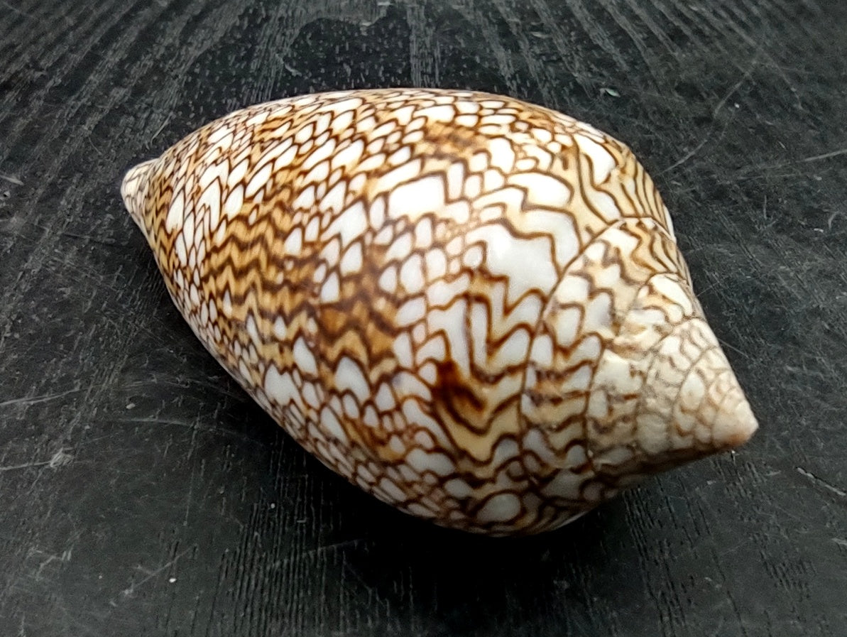 Cloth of Gold Cone Seashell (2.5-3"+) - Conus Textile
