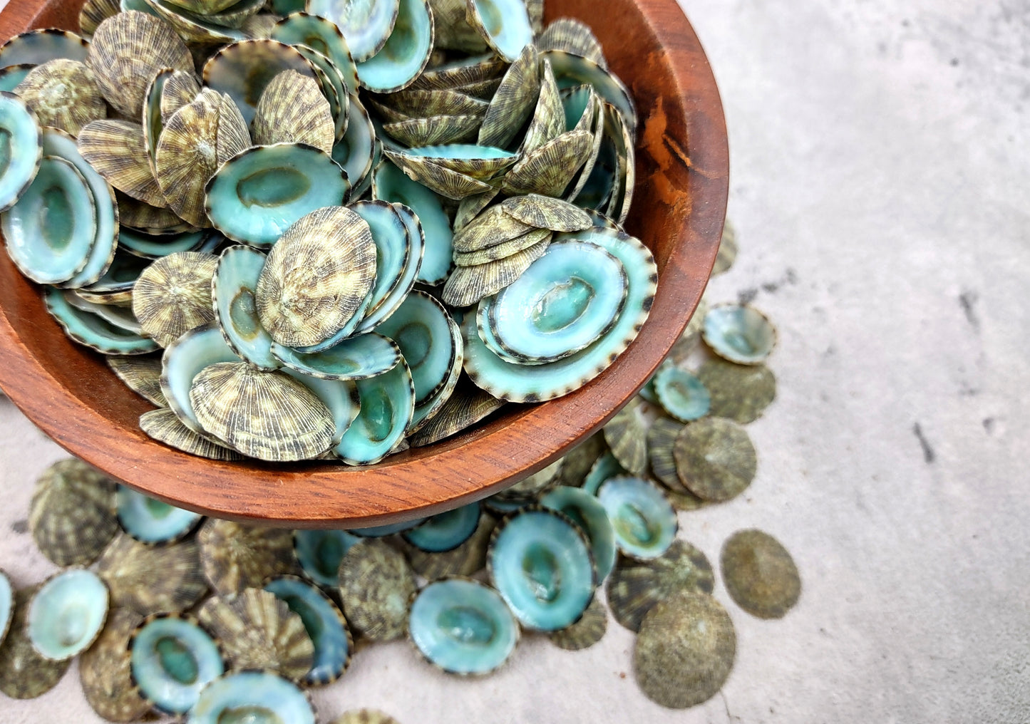 Green Limpet Seashells Sutorria Mesoleuca (1 cup approx. 240+ shells 0.5+ inches) Copyright 2024 SeaShellSupply.com