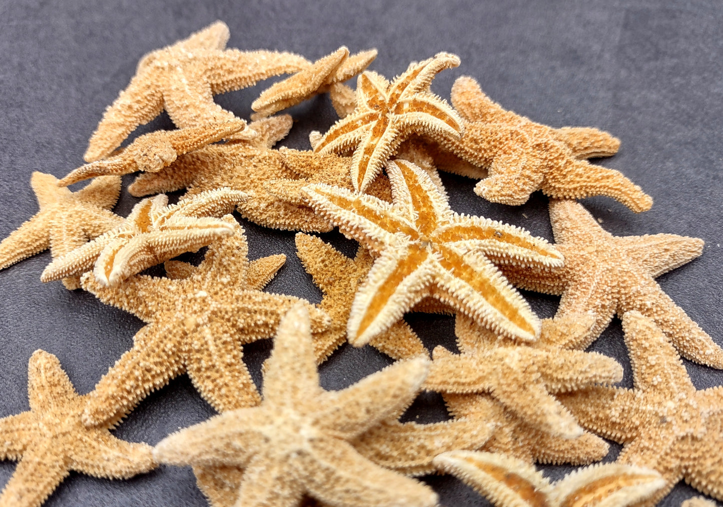 Photo of several beige Sugar Starfish - Piaster Ochraceus. (.75-1.5 inches) Copyright 2024 Seashellsupply.com