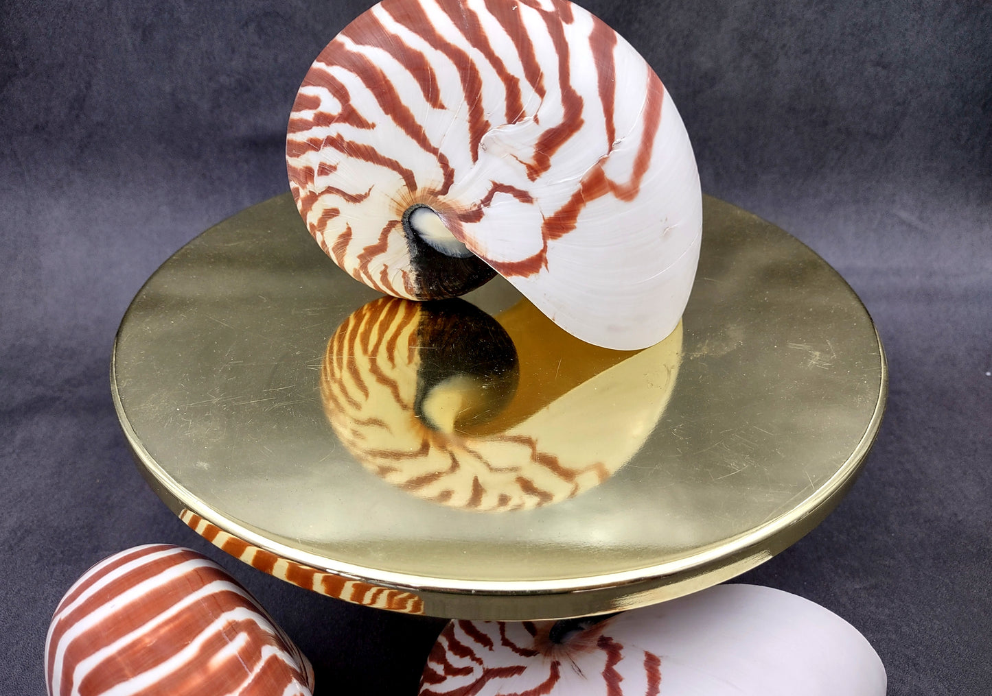 Natural Nautilus Seashell (5-6") - Nautilus Pompilius