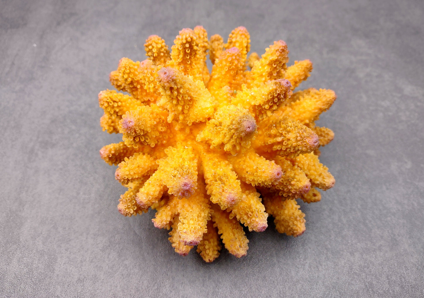 Yellow FAUX Finger Coral - Acropora Humilis - (1 FAUX Coral approx. 5.5Wx3.5Tx5D inches) on grey background. Copyright 2024 SeaShellSupply.com.