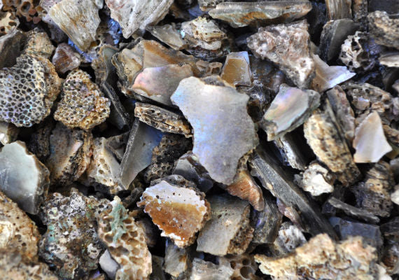 Pink Abalone Seashell Chips (approx. 0.25 cup 170+ chips 0.25+ inches) Great chip pack for coastal crafting arts & displays!
