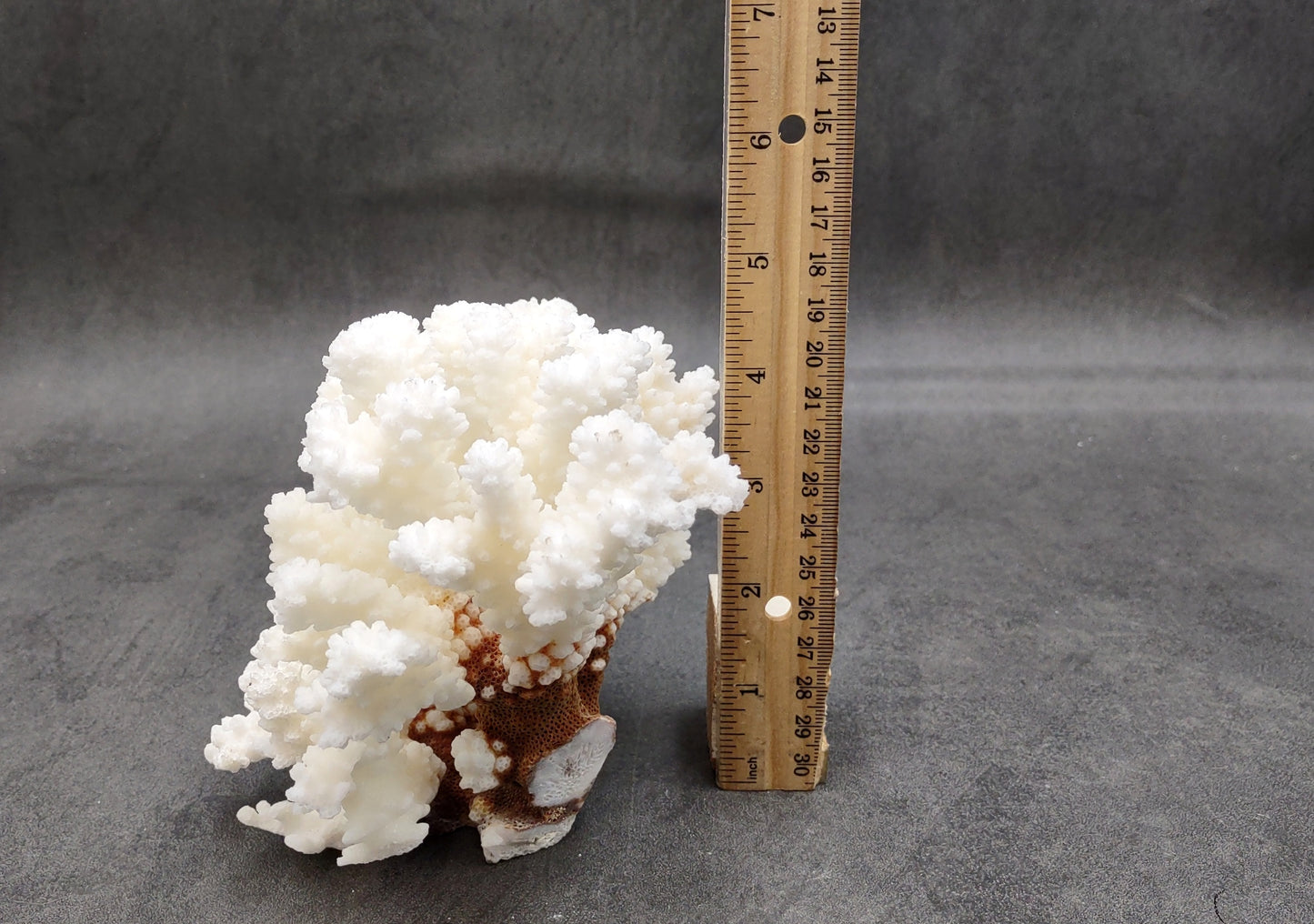 Brownstem White Coral Cluster Pocillopora Verrucosa (1 coral approx. 6.25L x 5H x 5D inches) Coral for coastal collections & display!