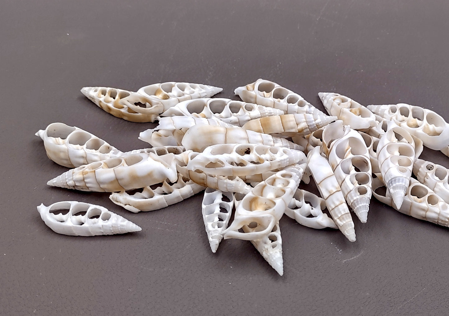 Cerithium Sliced/Center Cut Seashells (10 pcs.). White ribbed shells showing the inner cavities. Copyright 2024 SeaShellSupply.com.