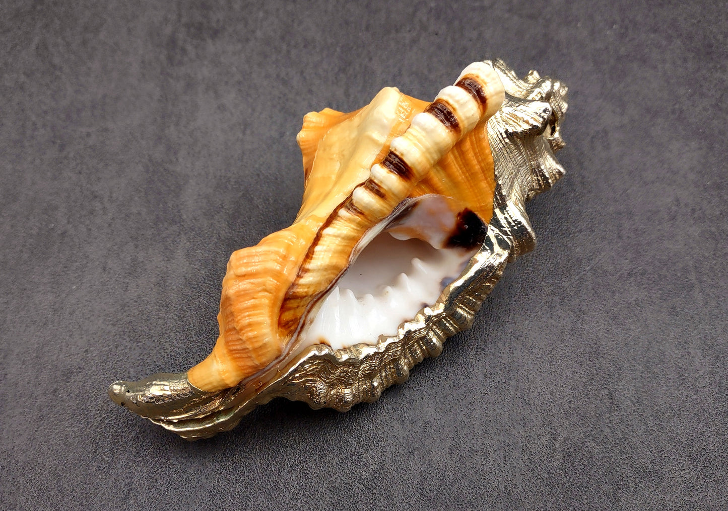 Silver-Plated Black Spotted Triton - Cymatium Latorium - (1 Shell approx. 3-5 inches) Real Triton shell decorated with silver decorative retro art deco! TE-704 Copyright 2024 SeaShellSupply.com