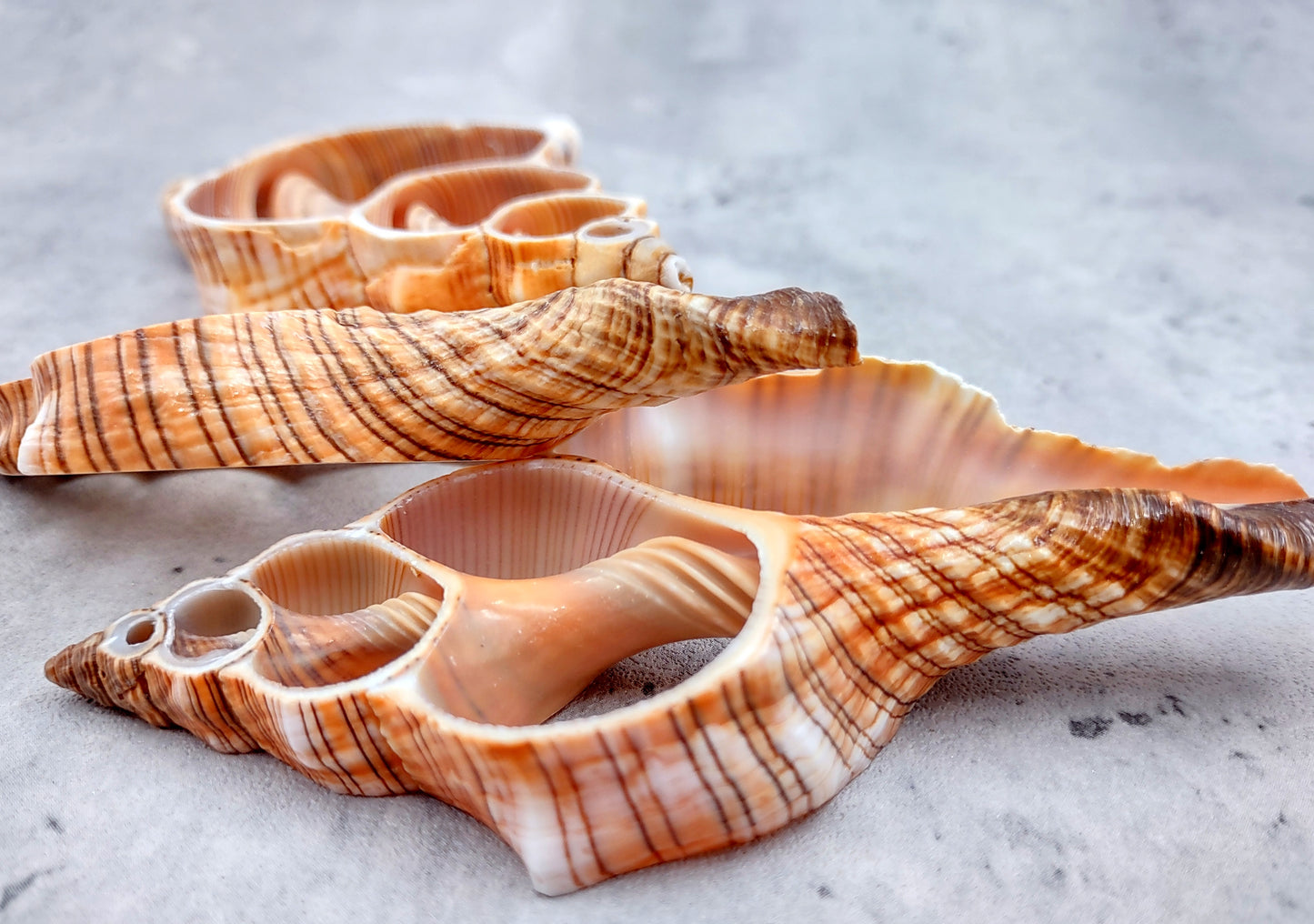 Photo of a pair of orange and cream large center cut fox shells. Copyright 2024 SeashellSupply.com