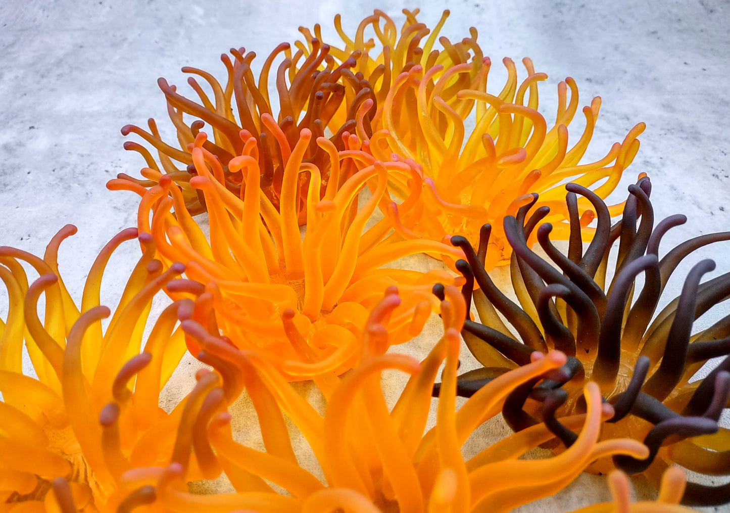 Condylactis Yellow FAUX Anemone - Condylactis Gigantea - (1 FAUX Anemone approx. 5x2.75x5 inches). Orange and yellow fake anemone with purple tipped tentacles. Copyright 2024 SeaShellSupply.com.