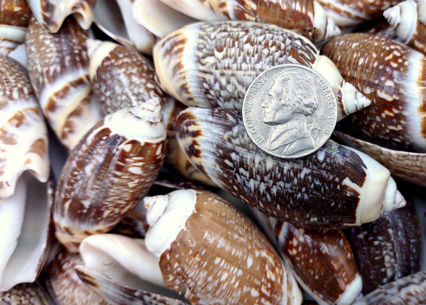 Dark Olive Seashell Assortment (approx. half cup 20+ shells 1-1.75+ inches) Great shells for coastal crafting and collections!
