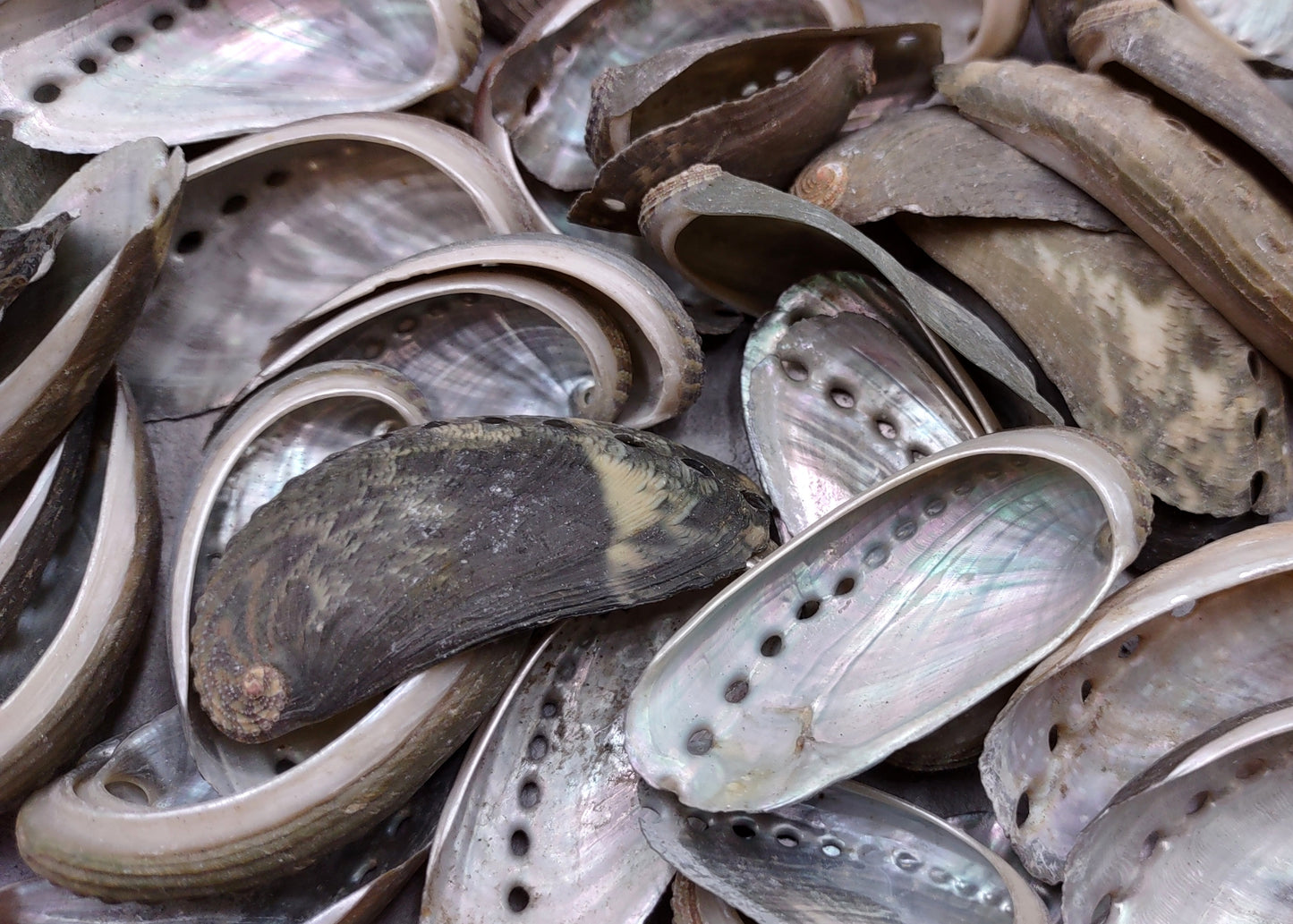 Natural Mule Ear Abalone Seashell Haliotis Asiana (10 shells approx. 1.5+ inches) Brown Green Silver Shells for crafts arts & jewelry!
