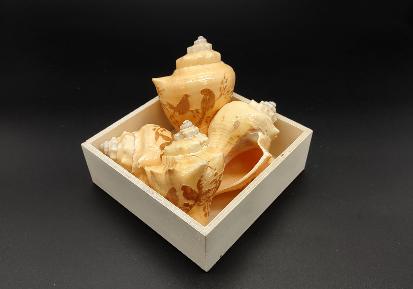 Carved Conch Shell Love Birds (1 shell approx. 3+ inches) Conch shells for coastal crafting display & collecting!