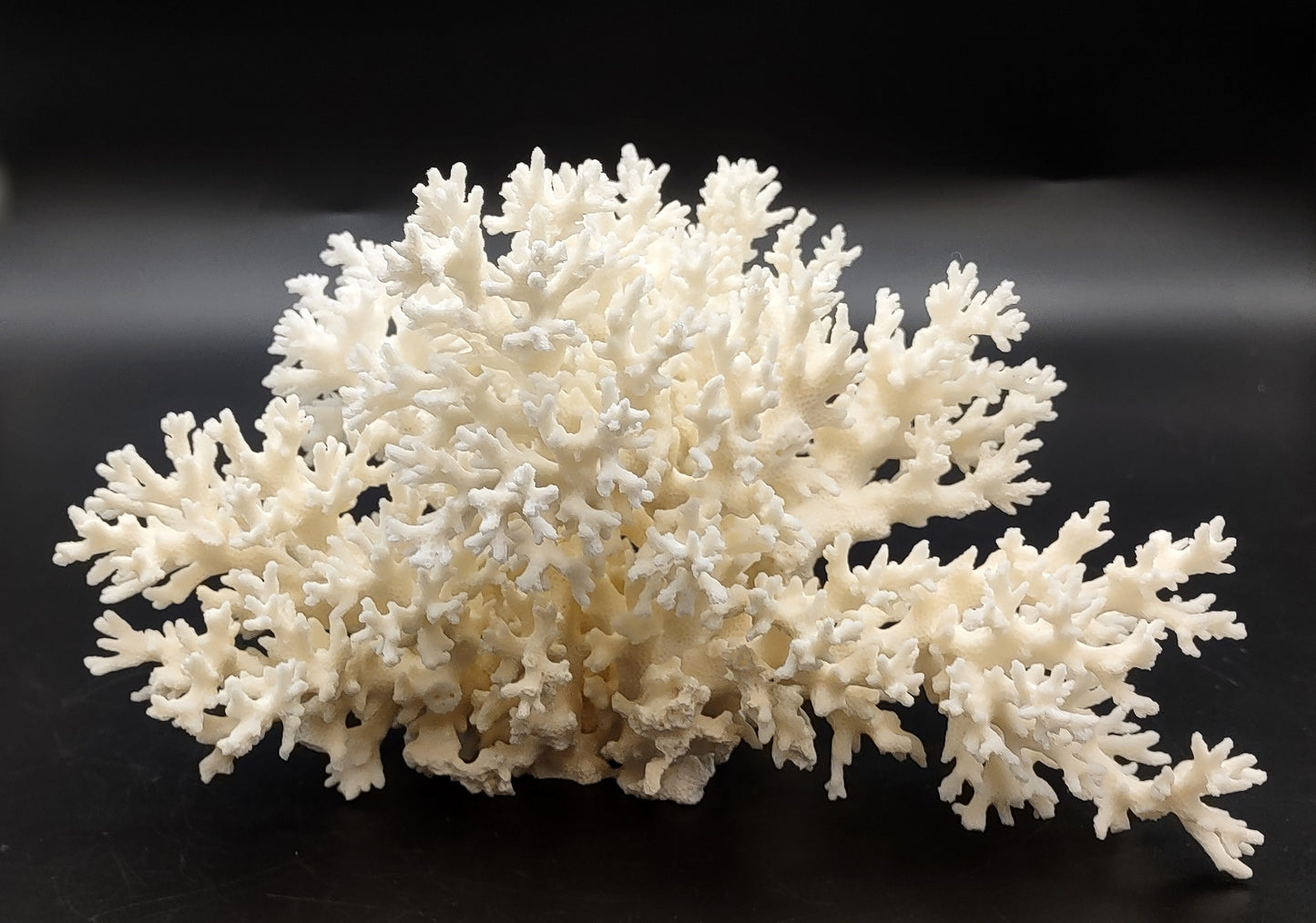 White Lace Coral Large Cluster Pocillopora Damicornis (1 coral approx. 9L x 5.5H X 8D inches) Unique Addition to Any Nautical Display!