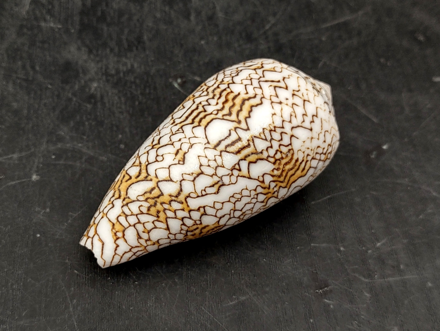 Cloth of Gold Cone Seashell (2.5-3"+) - Conus Textile