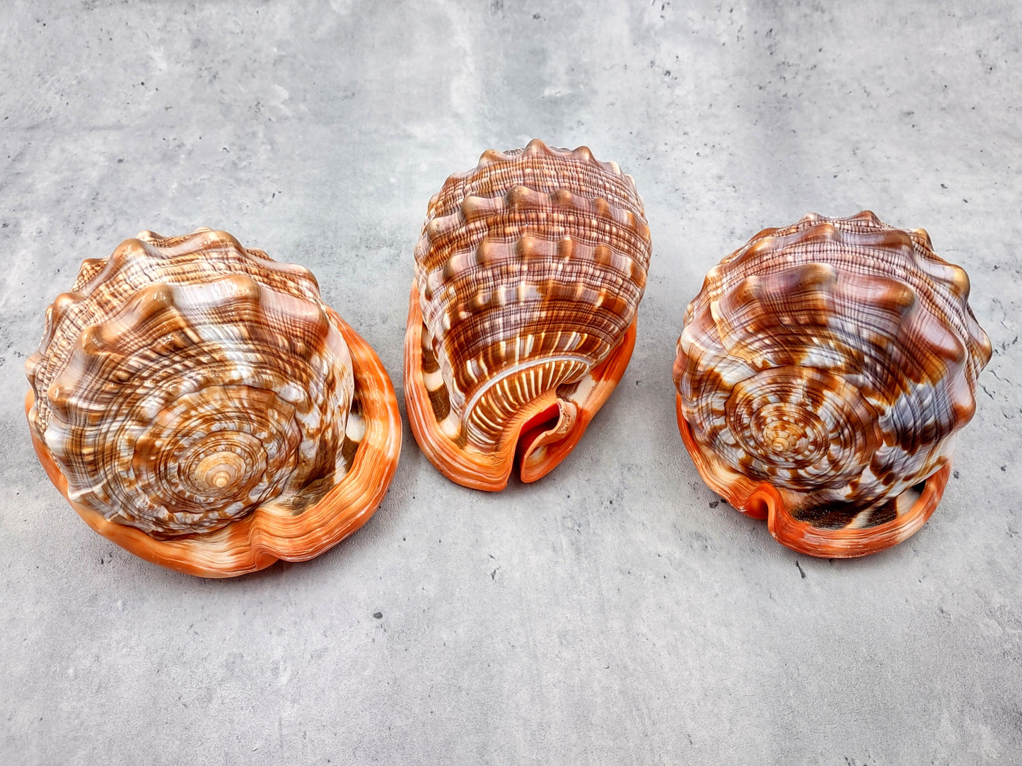Bullmouth Helmet Seashell Cassis Rufa (1 shell approx. 5+ inches) Adorable shell for any coastal craft or decoration!