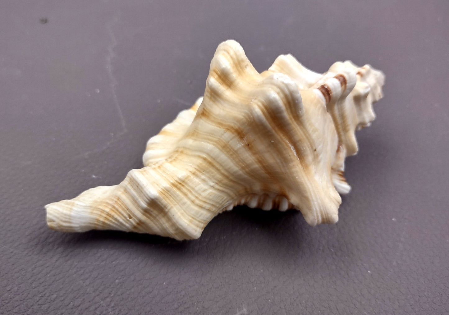 Perry's Triton Seashell Cymatium Peryii (1 shell approx. 3+ inches) Special shells for coastal crafting decor & collections!