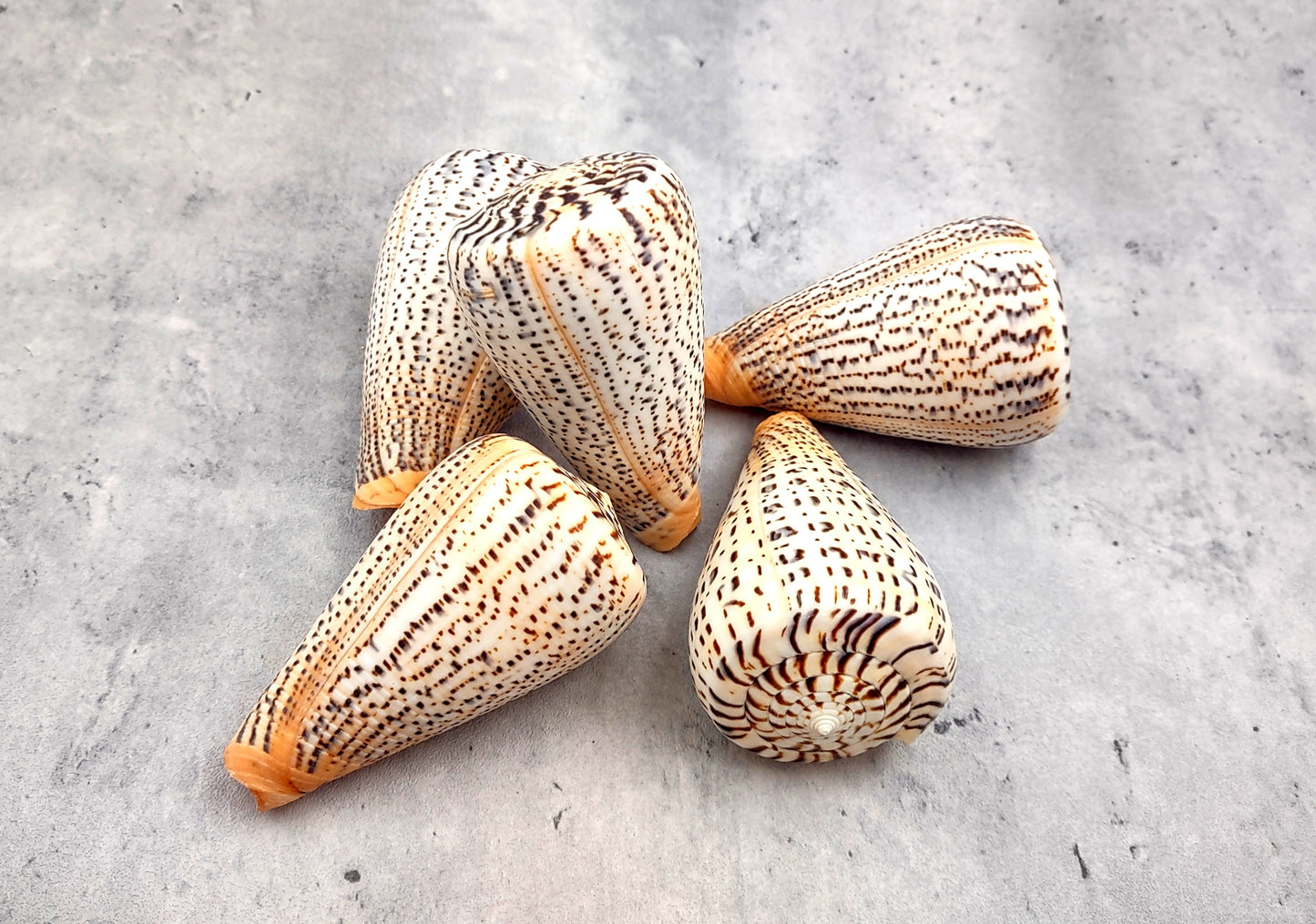 Suratan Cone Seashell (3 inch) - Conus Suratensis. Mainly white shells with black spots, one sitting to show the design and one to show the opening. Copyright 2024 SeaShellSupply.com.
