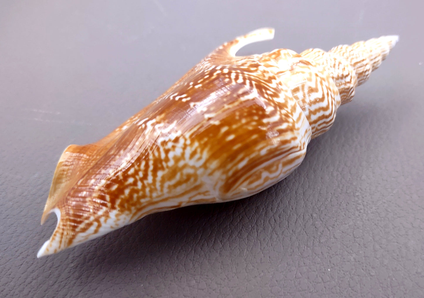 Listers Conch Shell - Strombus Listeri - (1 shell approx. 3.5-4 inches). Two orange and white spiral textured shells. Copyright 2024 SeaShellSupply.com.