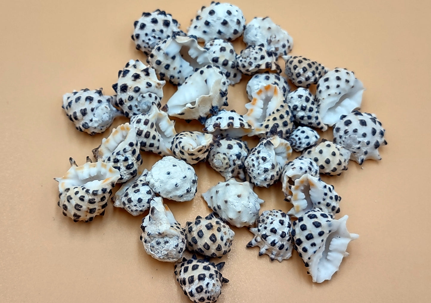 Prickly Pacific Drupa Seashells Drupa Ricinus (approx. 25+ shells 0.5+ inches) Adorable shell for any coastal collection crafting & display!