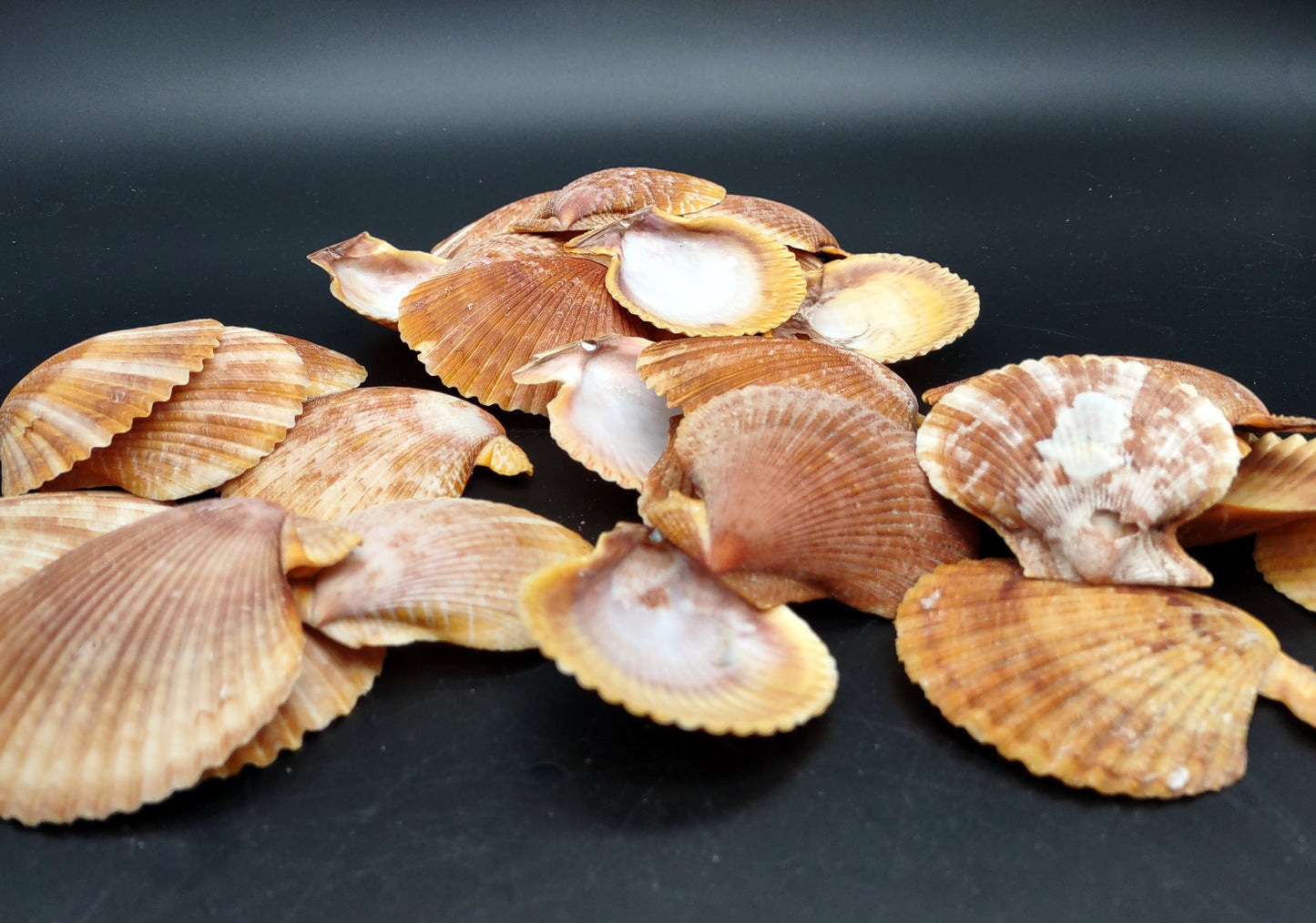 Tawny Brown Scallop Noble Pectin Halves Pecten Nobolis (Approx. quarter pound shells 2+ inches) Great shells for coastal arts & crafts!