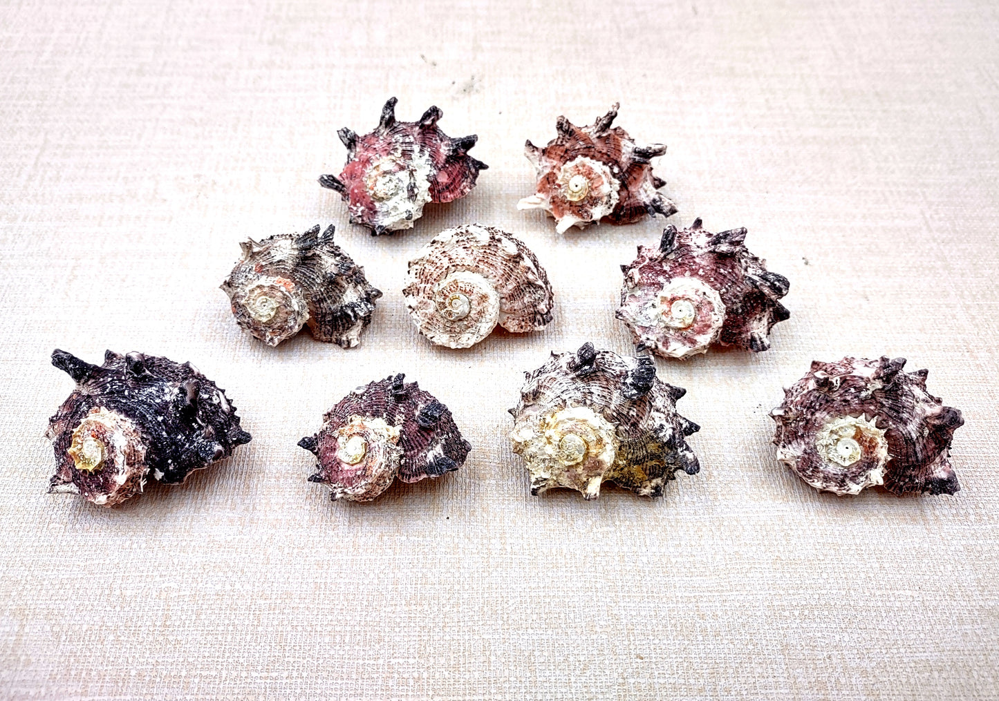 Pink Dolphin Shells Angaria Delphinus Pink Spiral Seashells (5 shells approx. 1+ inches) SS-037 copyright 2024 SeaShellSupply.com