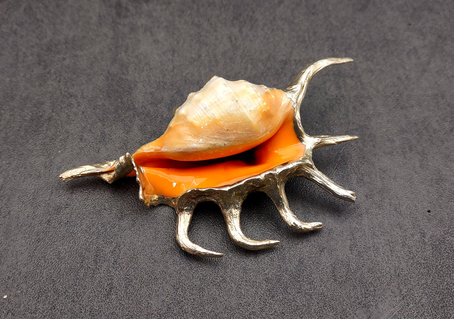 Silver-Plated Oranger Spider Seashell - Lambis Crotata - (1 Shell approx. 4+ inches) One orange and white spider conch with silver plated decoration. Copyright 2024 SeaShellSupply.com