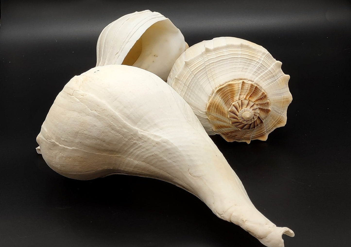 Left Handed Lightning Whelk Busycon Contrarium (1 shell approx. 10+ inches) Large shells for coastal crafting décor & collections!
