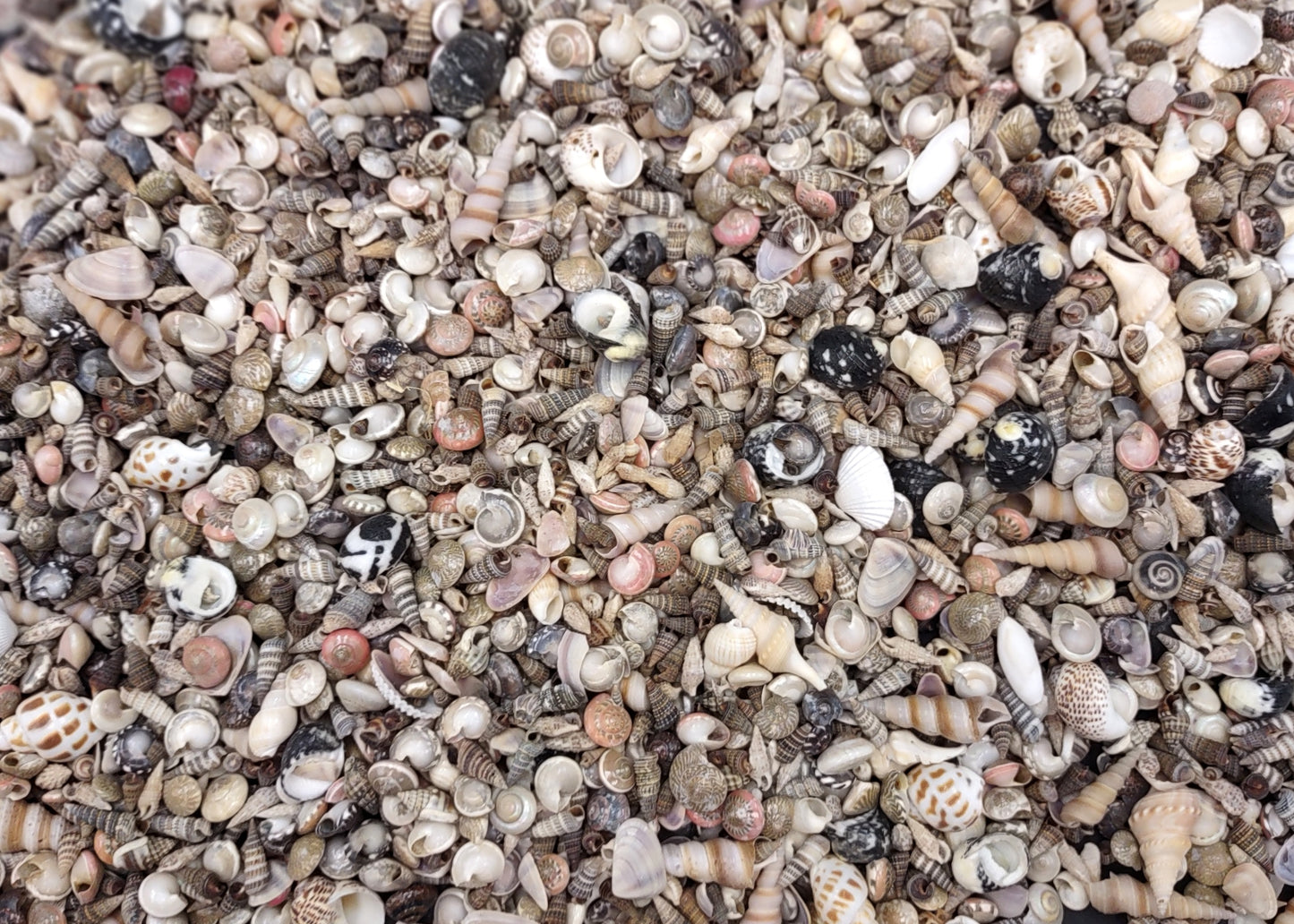 Tiny Seashell Assorted Ocean Mix For Crafts (approx. 1 kilogram 0.25+ inches) Great shells for coastal crafting and collections!