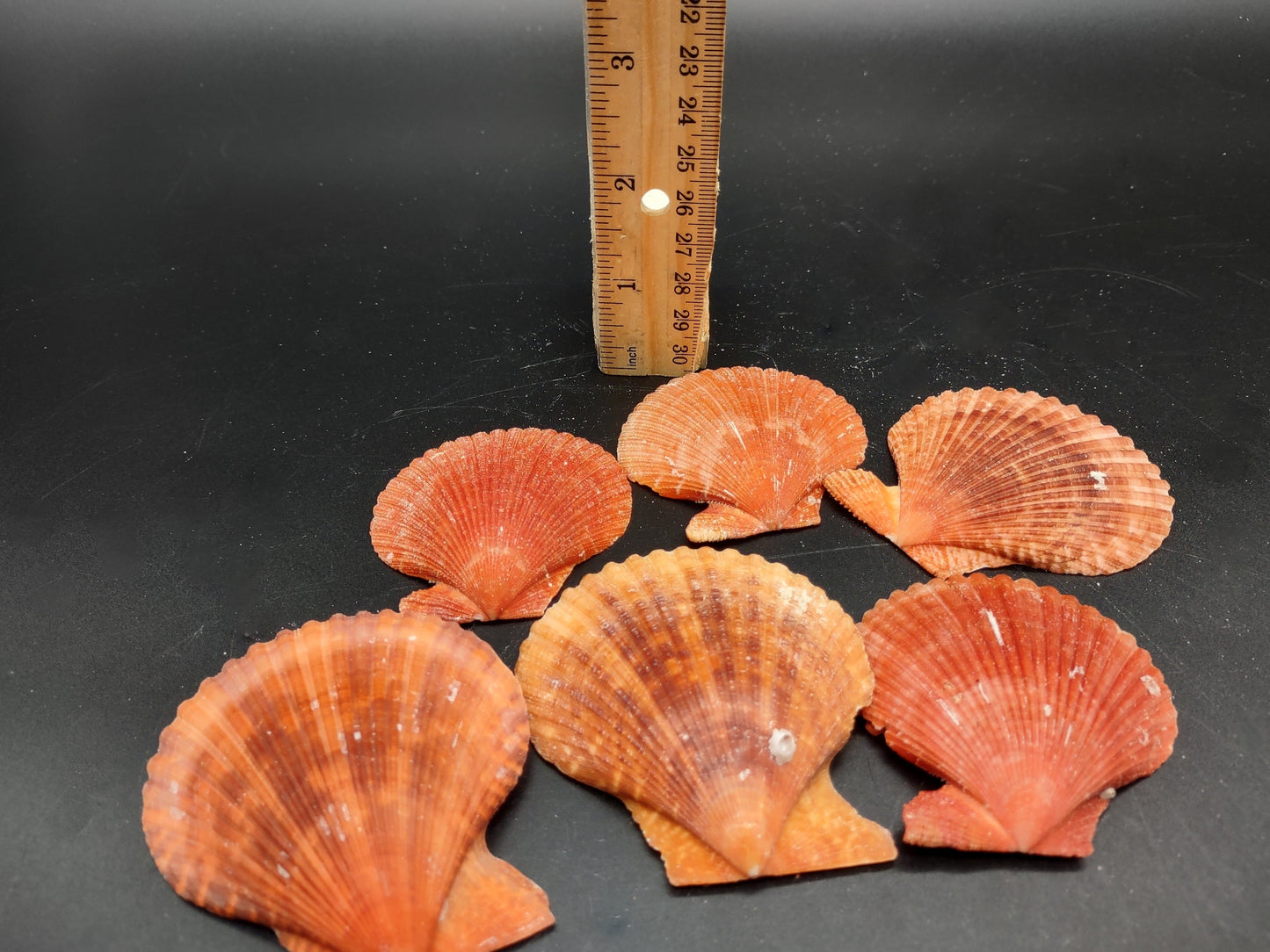 Fire Red Scallop Shell Halves Noble Pecten Nobolis (Approx. quarter pound shells 2+ inches) Red Scallop seashells for arts & crafts!