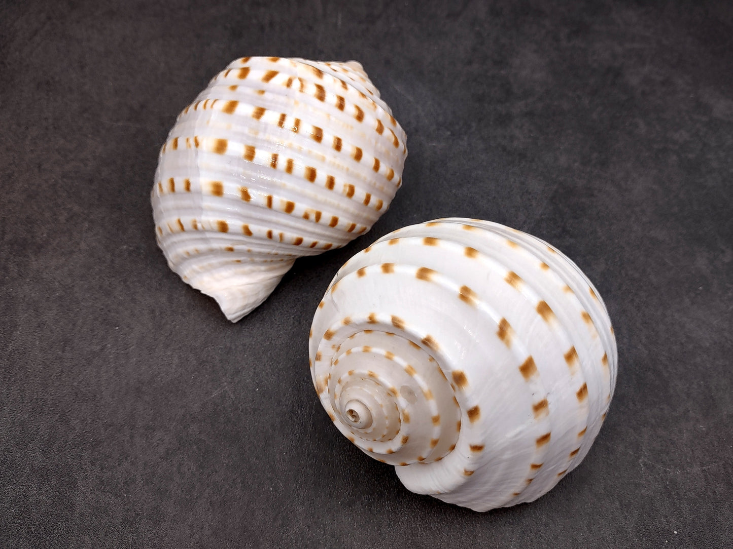 Spotted Tonna Seashells Tonna Tessalata (2 shells approx. 3+ inches) Perfect shells for coastal crafting décor & collections! Spotted white shells with tan dots and a spiral pattern. Copyright 2024 SeaShellSupply.com