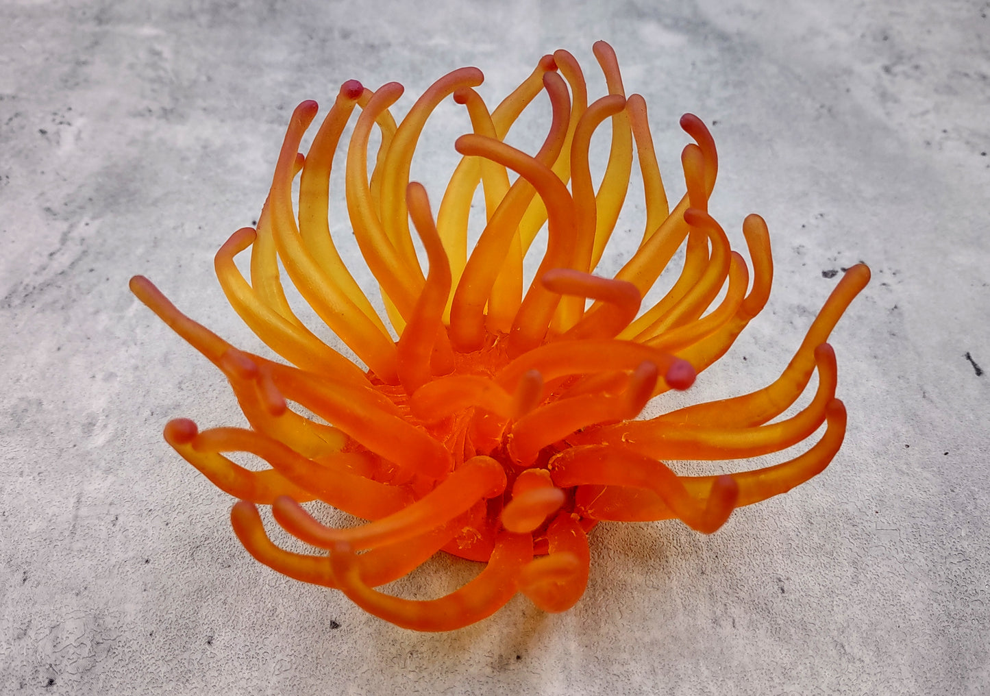 Orange/Yellow FAUX Anemone - Condylactis Gigantea - (1 FAKE Anemone approx. 5Wx2Dx5T inches) with pink tips, on light background. Copyright 2024 SeaShellSupply.com.