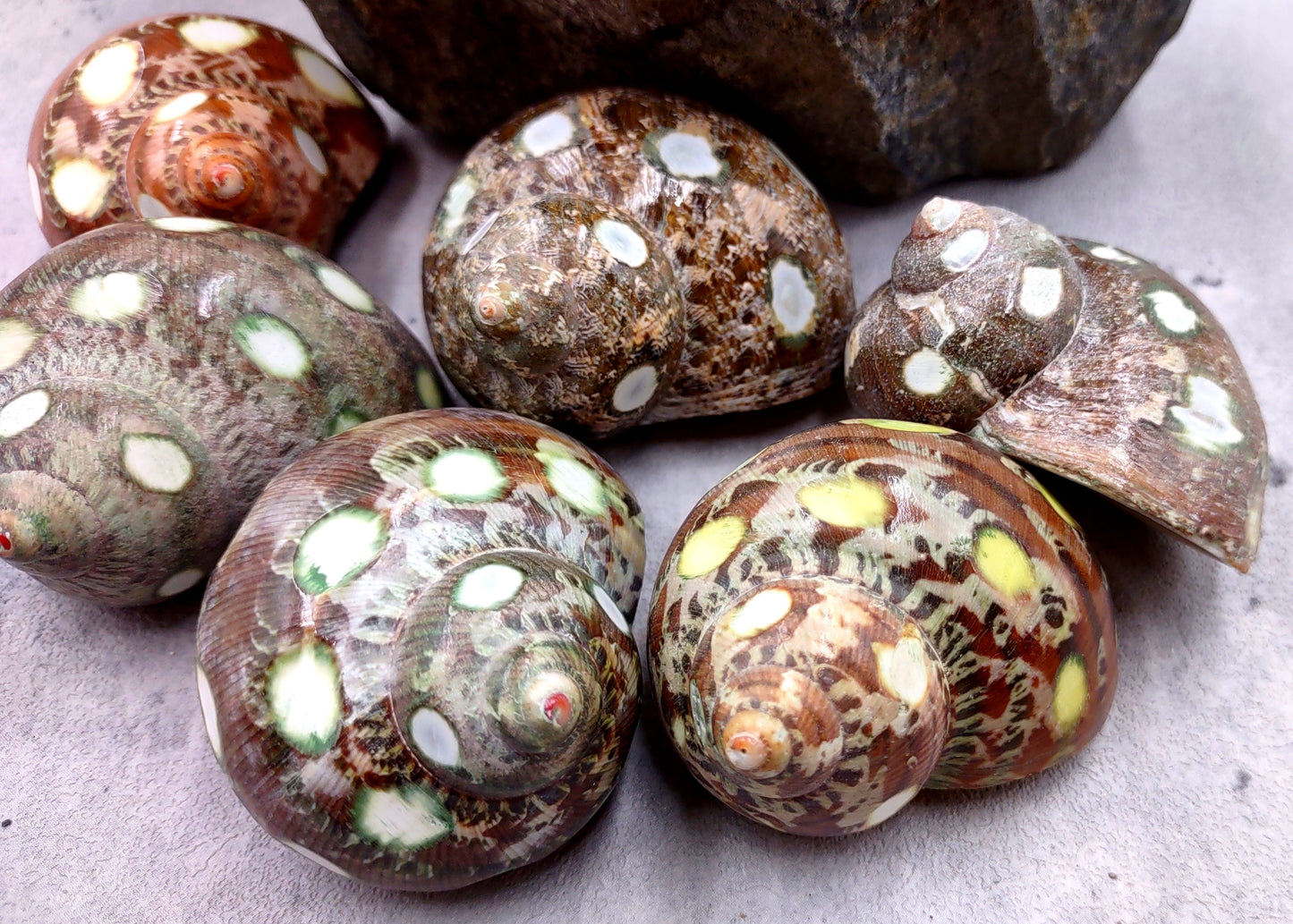 Spotted Turbo Seashells Turbo Petholatus (2 shells approx. 2+ inches) Neat shells for coastal crafting decor & collections!