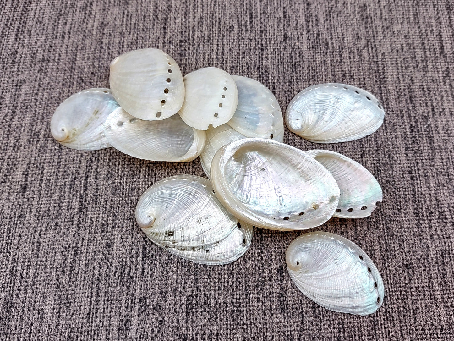 Pearlized Abalone Seashell (10 shells approx. 1-1.5 inches). multiple sand colored shells in pile. Copyright 2022 SeaShellSupply.com.