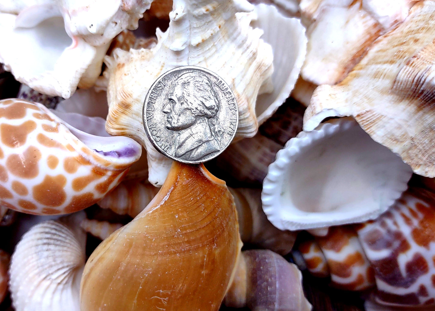 Medium Seashell Assorted Ocean Mix (Approx. 1 kilogram shells 1-2+ inches) Mixed Medium Shell Assortment for coastal crafting & decorations!