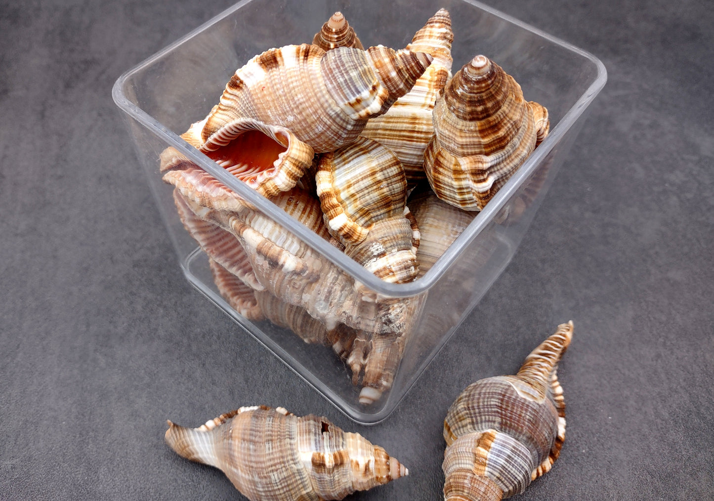 Hairy Triton Seashells - Cymatium Pileare Linnaeus - (4 shells approx. 2-4 inches). Brown, tan, white, and light grey shaded shells. Copyright 2024 SeaShellSupply.com.