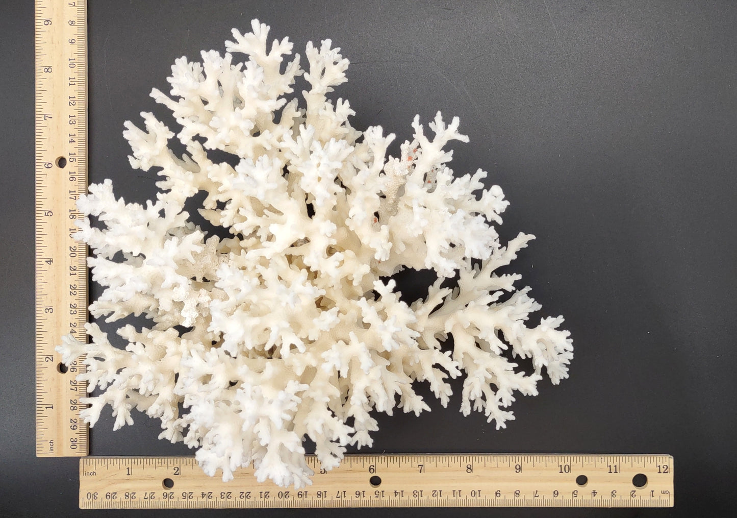 White Lace Coral Large Cluster Pocillopora Damicornis (1 coral approx. 9L x 5.5H X 8D inches) Unique Addition to Any Nautical Display!