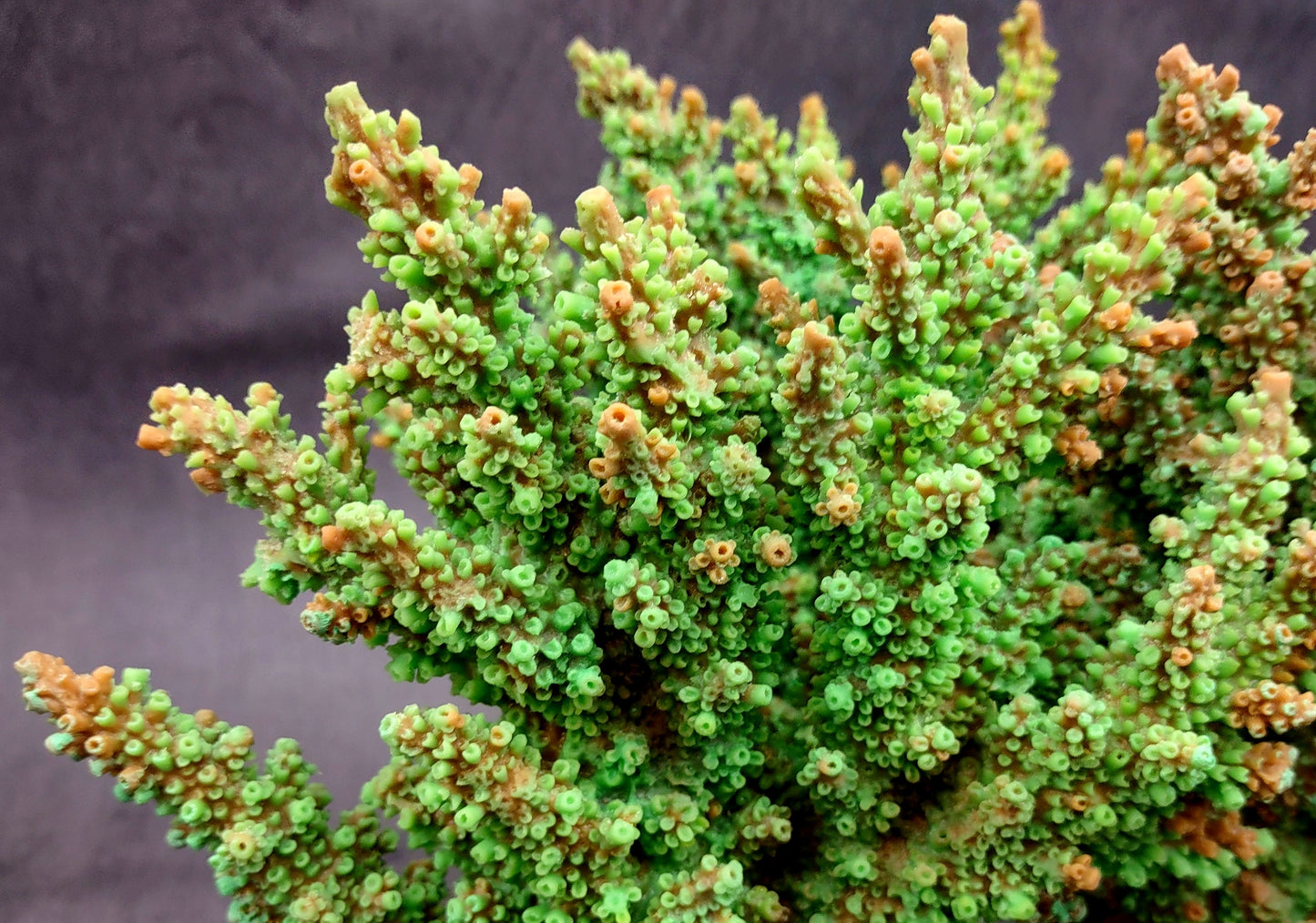 Green FAUX Branch Coral - Acropora Florida - (1 Fake Coral approx. 7.5Tx7Wx2D inches) on light background. Copyright 2024 SeaShellSupply.com.