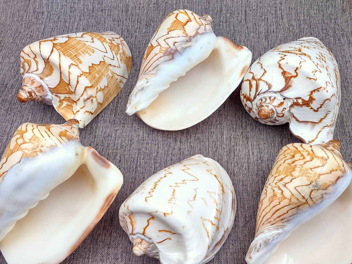 Noble Volute Seashell Voluta Nobilis (1 shell approx. 6+ inches) Perfect shells for coastal crafting decor & collections! One white shell with different tan designs on it and a wide opening. Copyright 2022 SeaShellSupply.com.