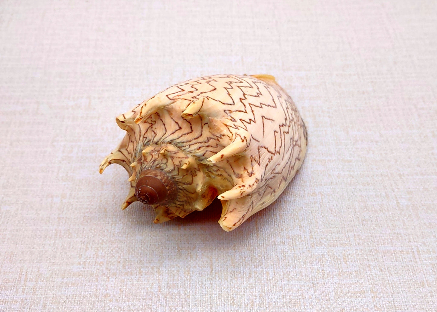 Imperial Volute Seashell Voluta Imperialis (1 shell approx. 5+ inches) Great shells for coastal crafting decor & collections!